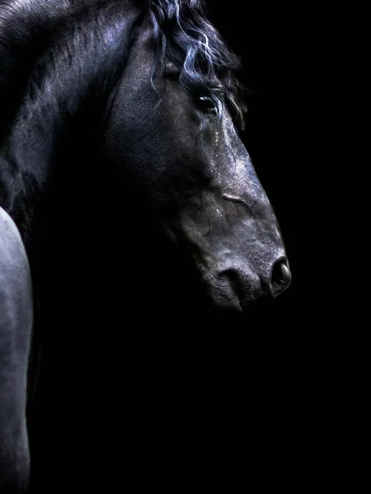 Black Horse Wallpaper For iPhone