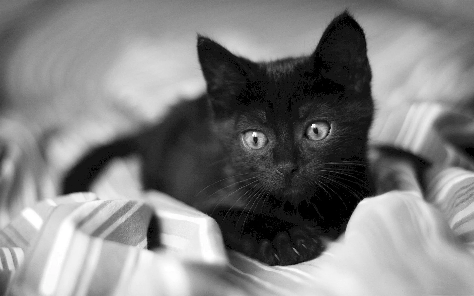 Black Kitten Wallpaper