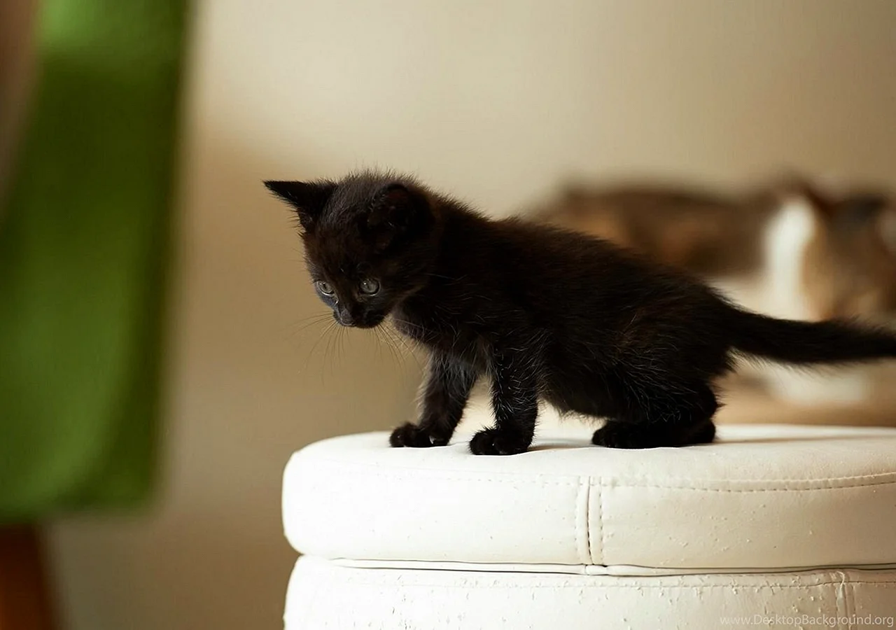 Black Kitten Wallpaper