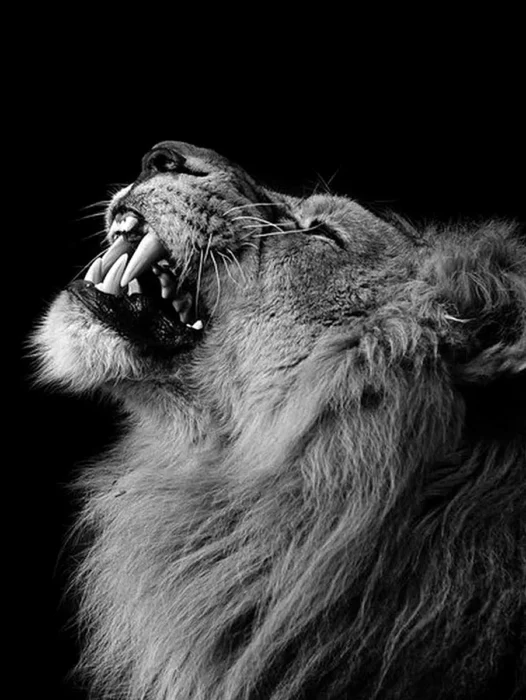 Black Lion Wallpaper For iPhone