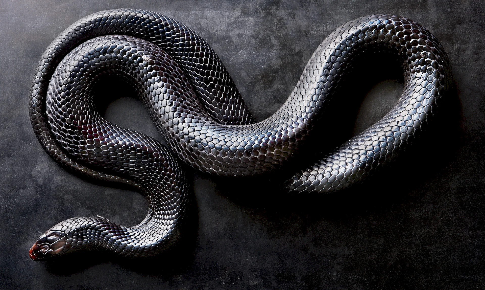 Black Mamba Wallpaper