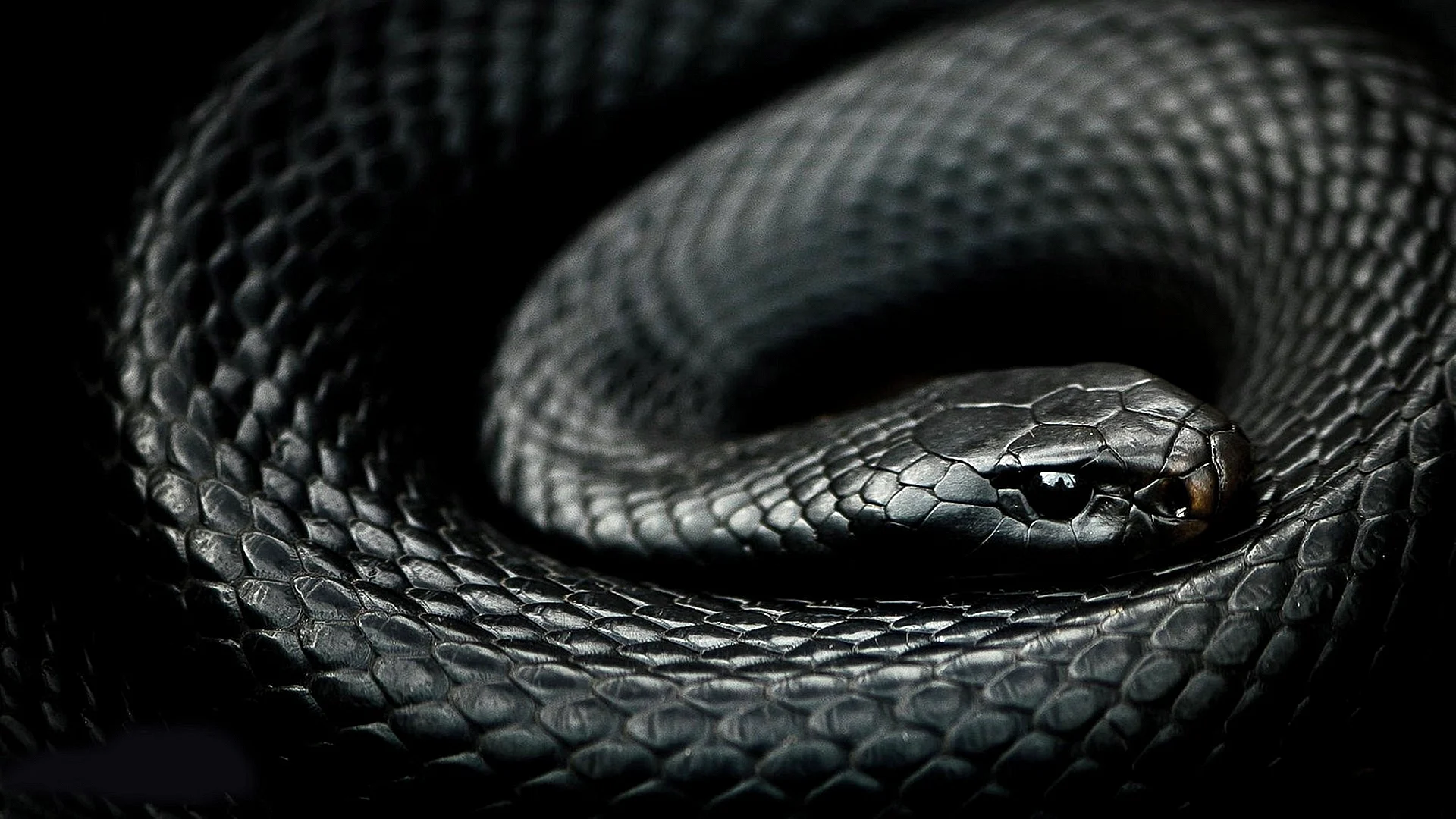 Black Mamba Wallpaper