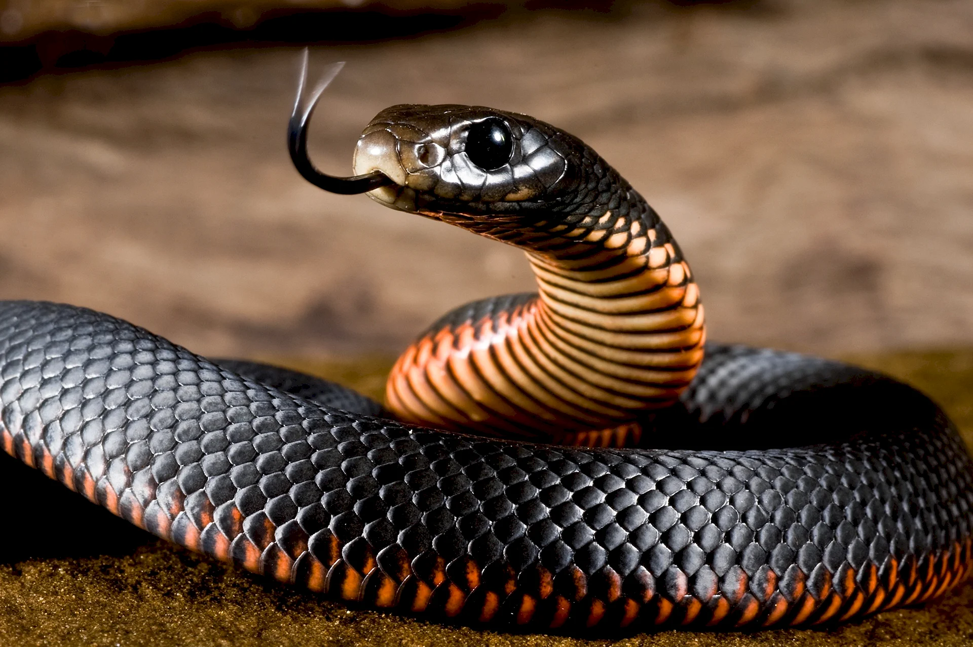 Black Mamba Snake Wallpaper