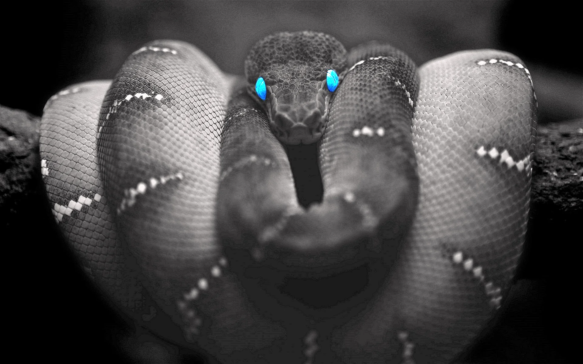 Black Mamba Venom Wallpaper