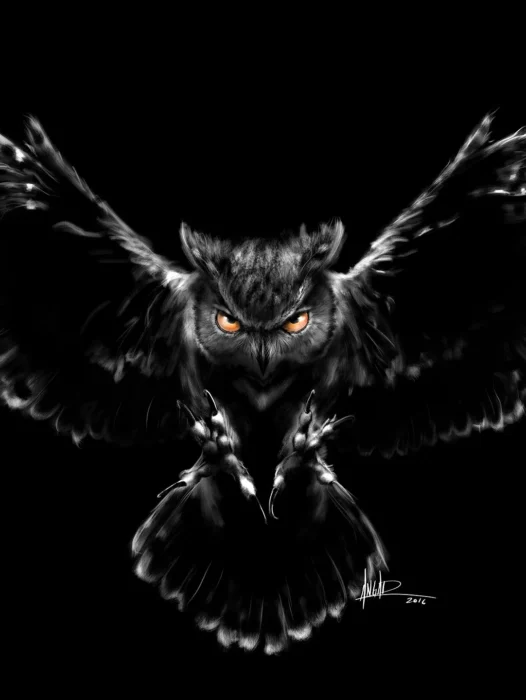 Black Owl Wallpaper