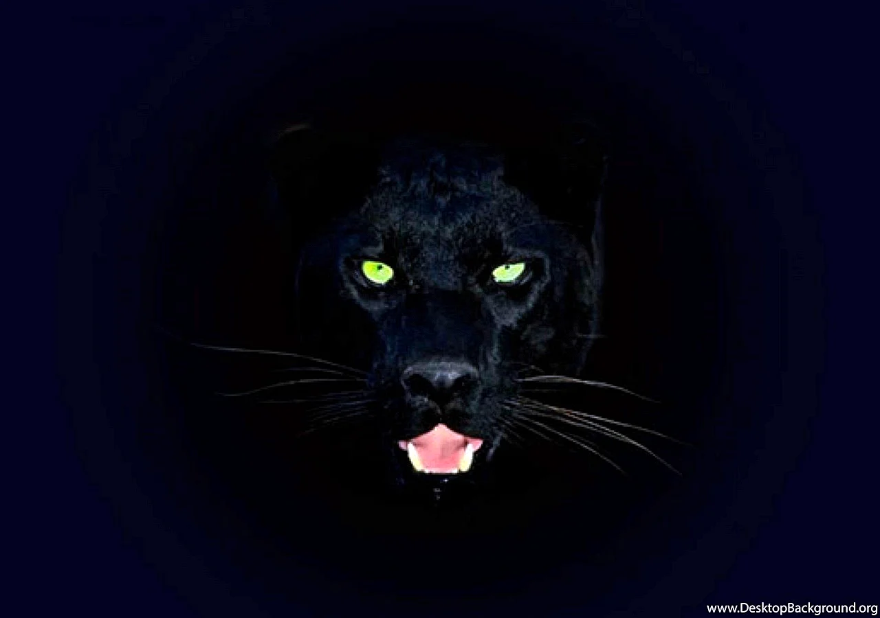 Black Puma Wallpaper