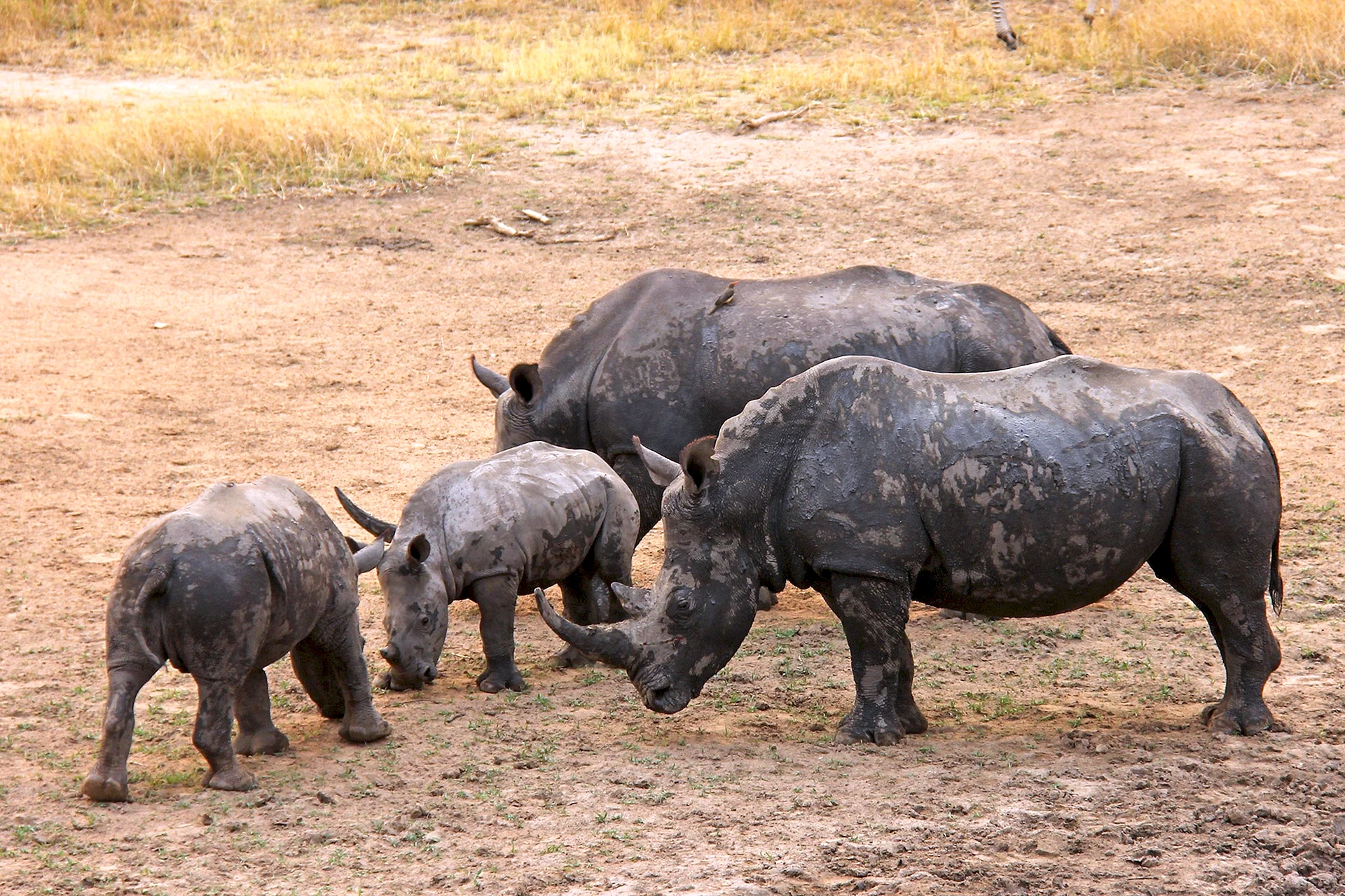 Black Rhino With Baby Swaziland Wallpaper