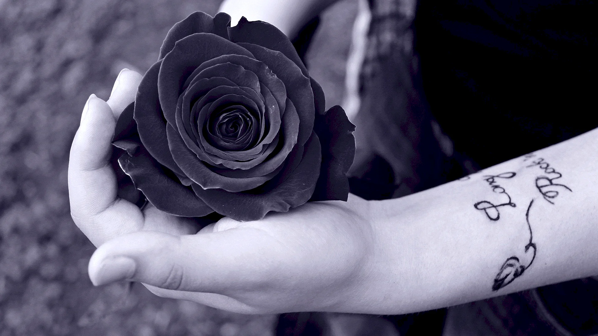 Black Rose Wallpaper