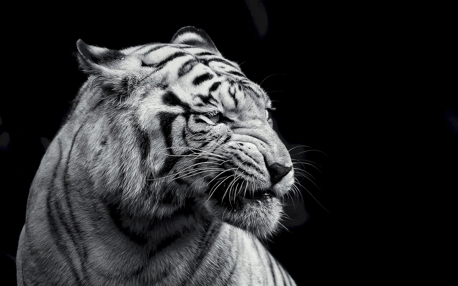 Black Tiger Wallpaper