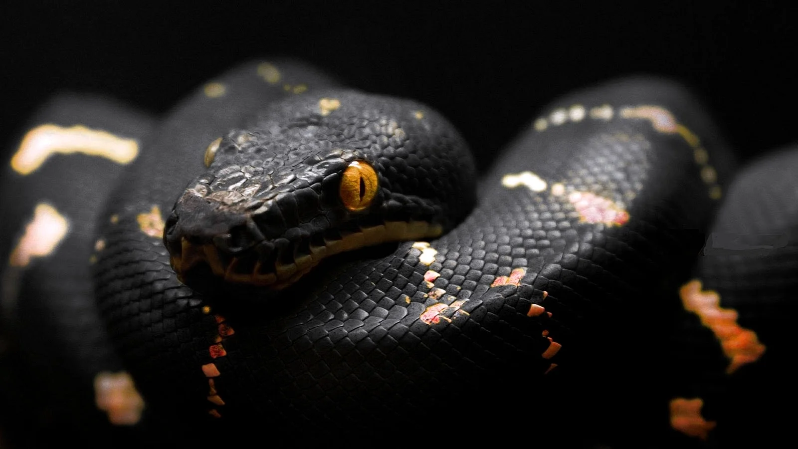 Black Viper Snake Wallpaper