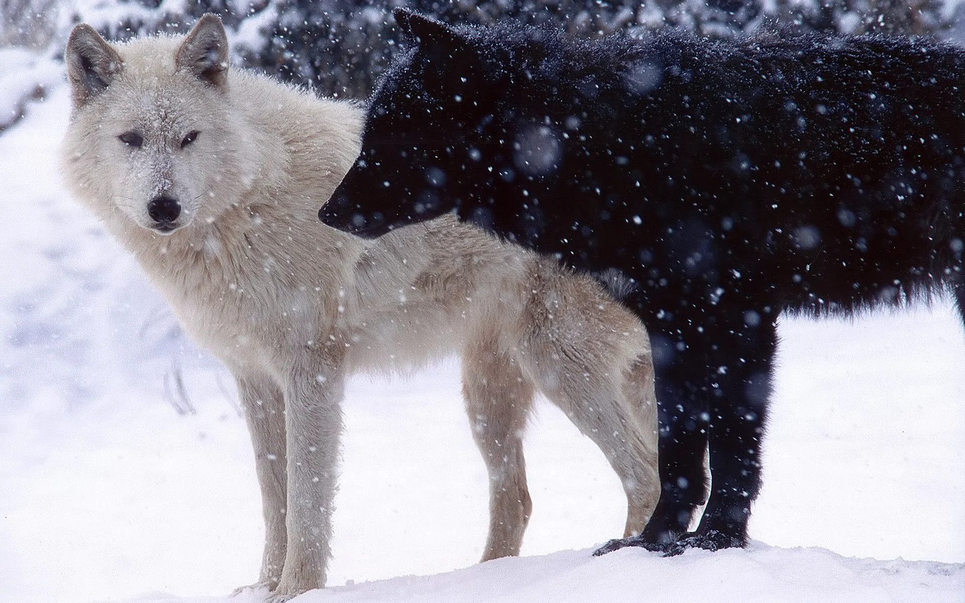 Black Wolf Wallpaper
