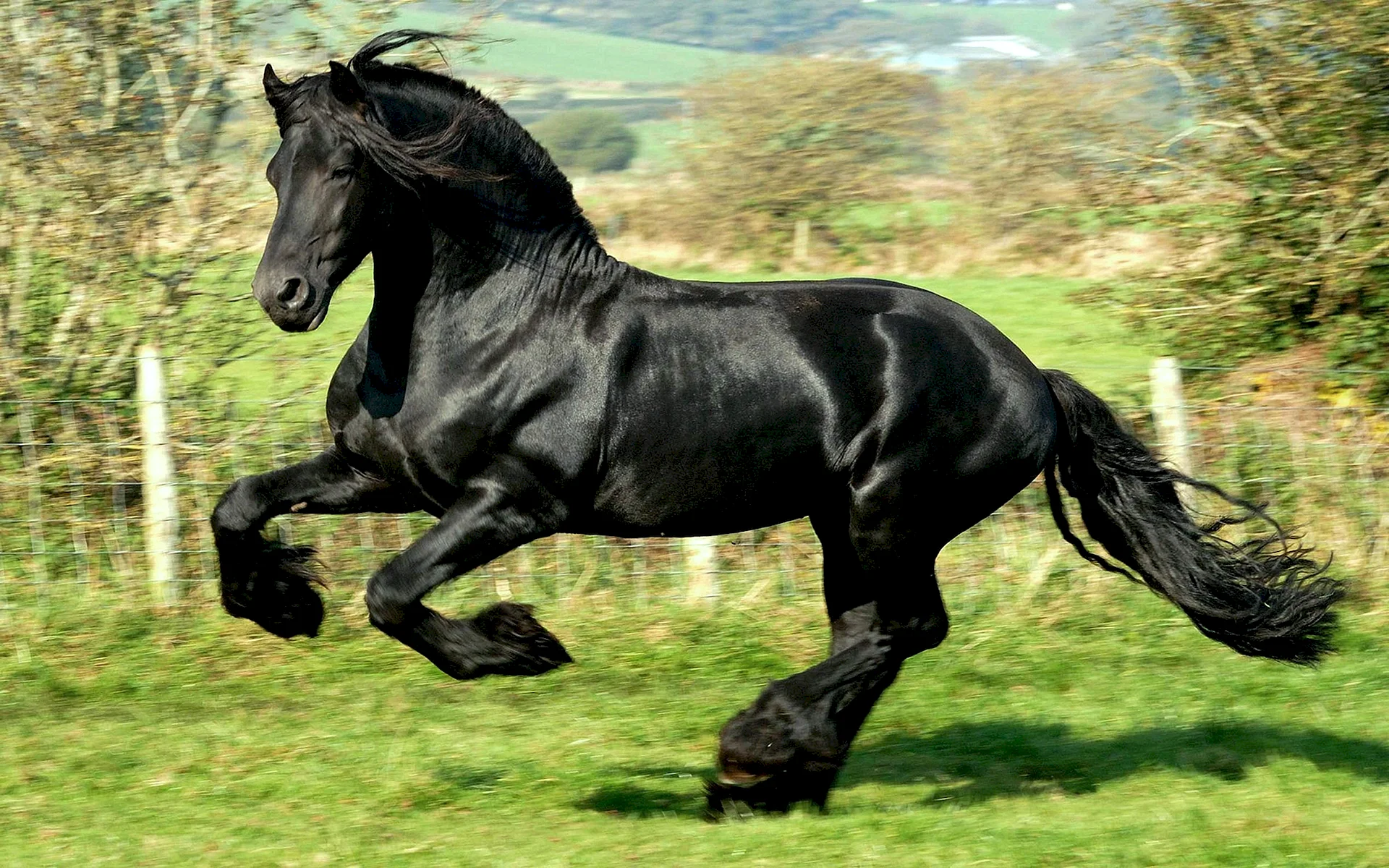 Blackhorse Wallpaper