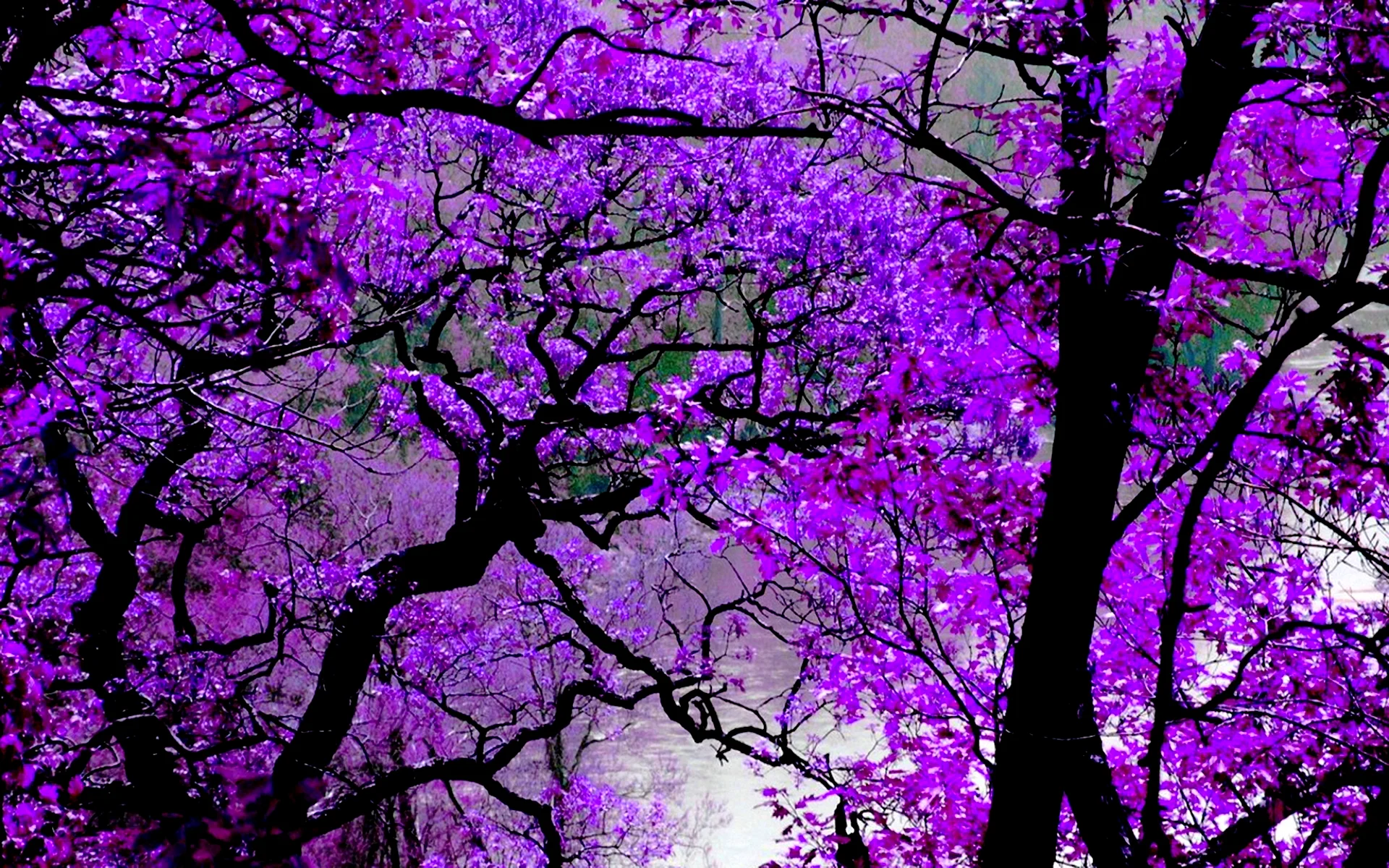 Blossom Purple Wallpaper