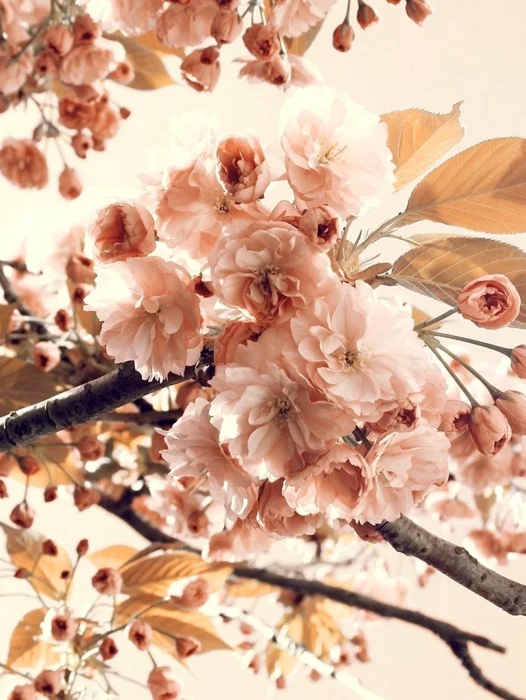 Blossoms Floral Wallpaper