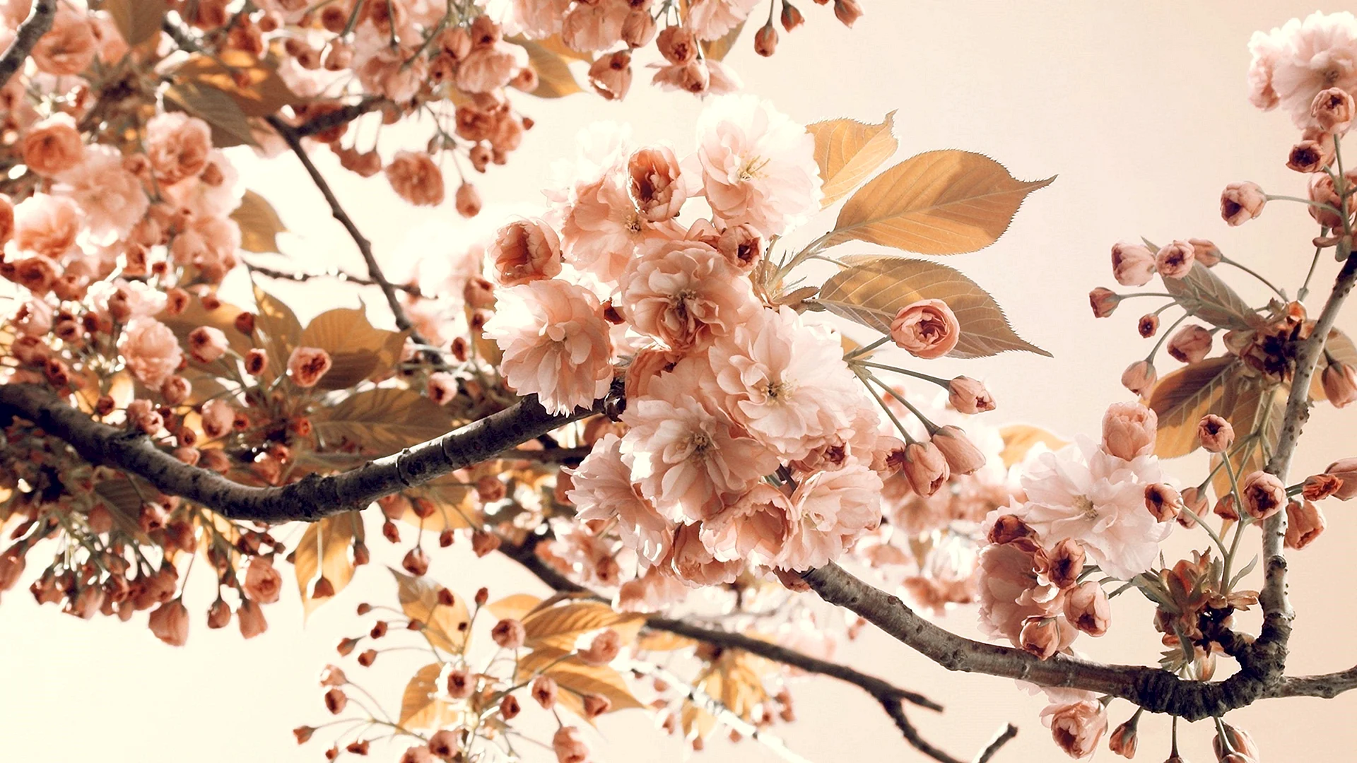 Blossoms Floral Wallpaper