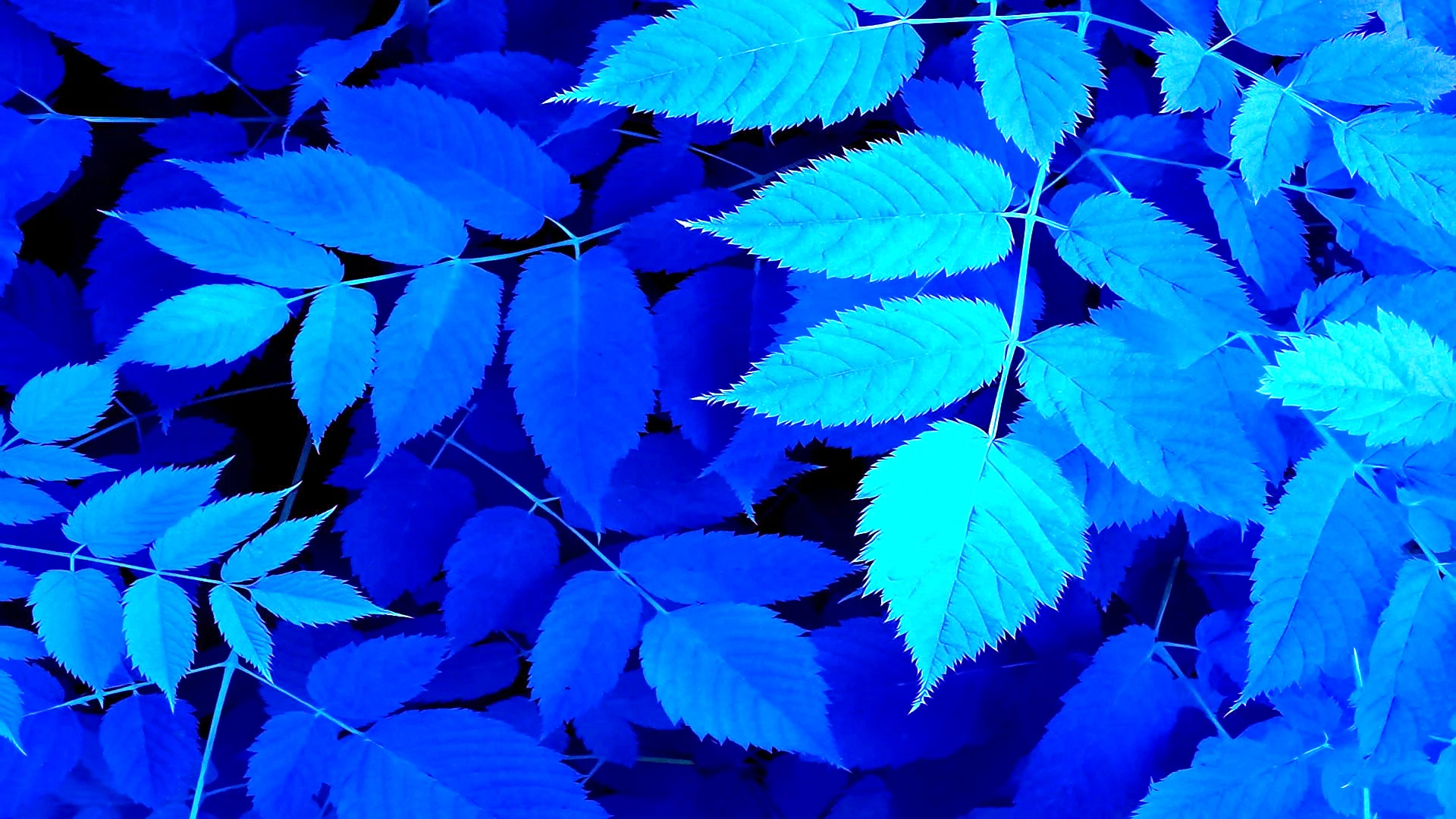 Blue Wallpaper