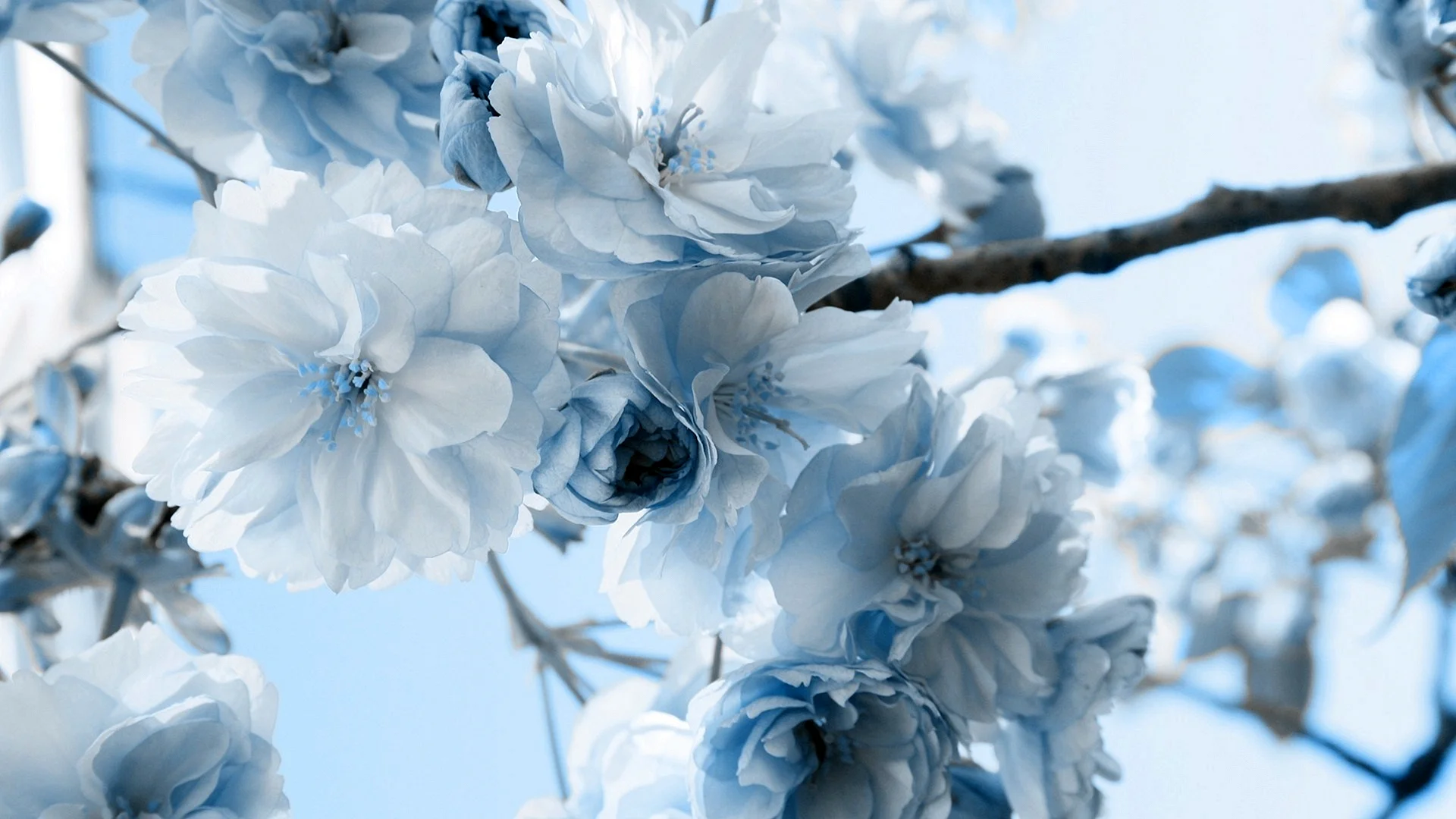 Blue Aesthetic Wallpaper
