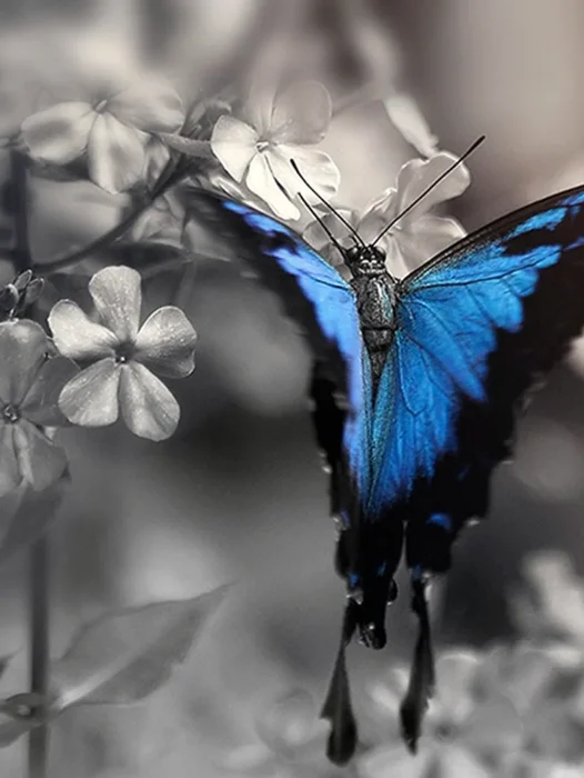 Blue And Black Butterfly Wallpaper