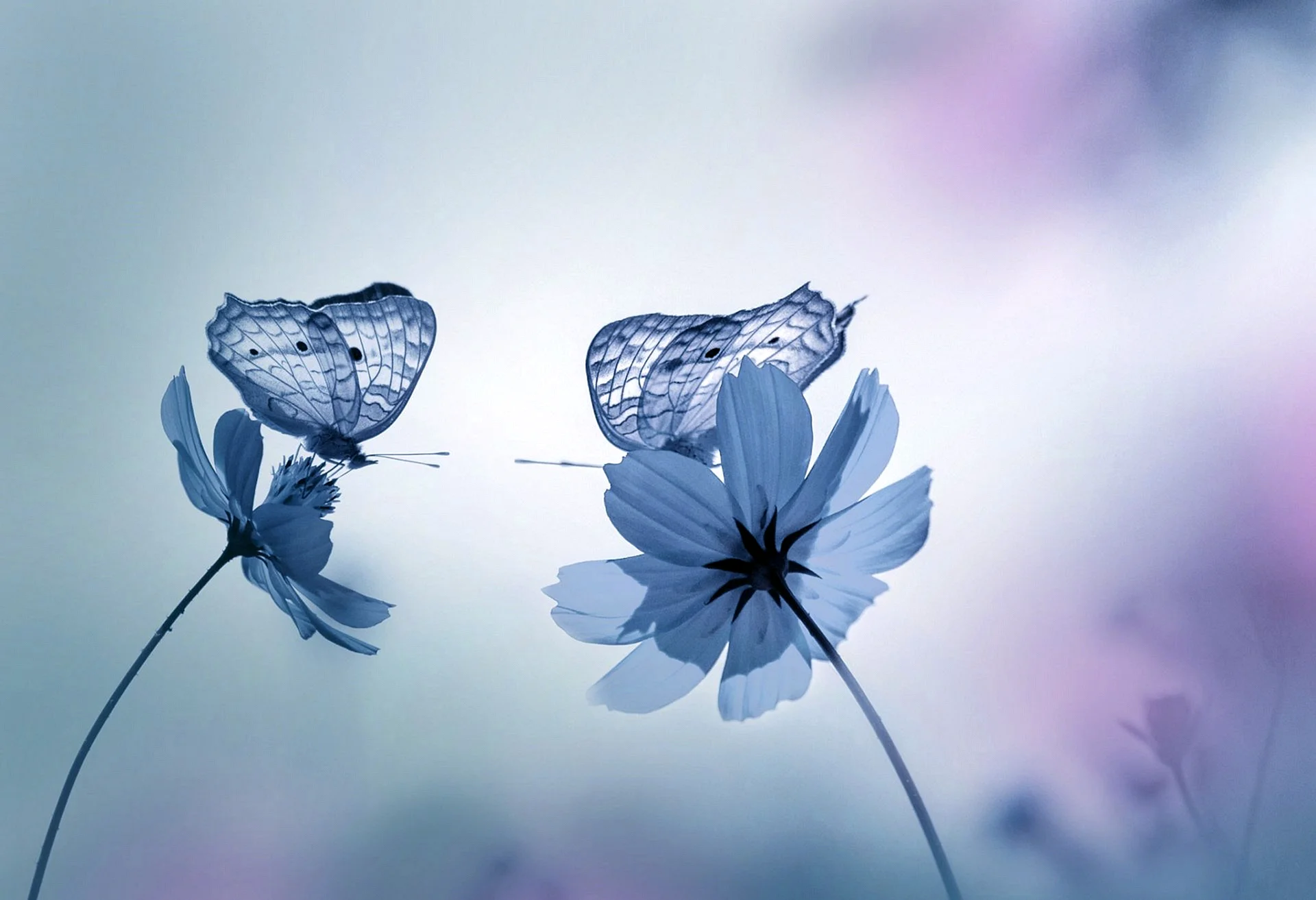 Blue and White Floral Butterfly Wallpaper