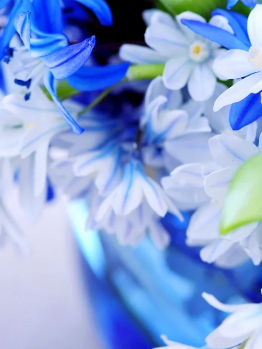 Blue And White Flower Wallpaper