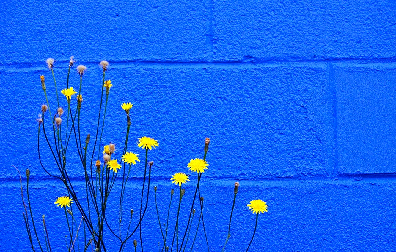 Blue And Yellow Wallpaper