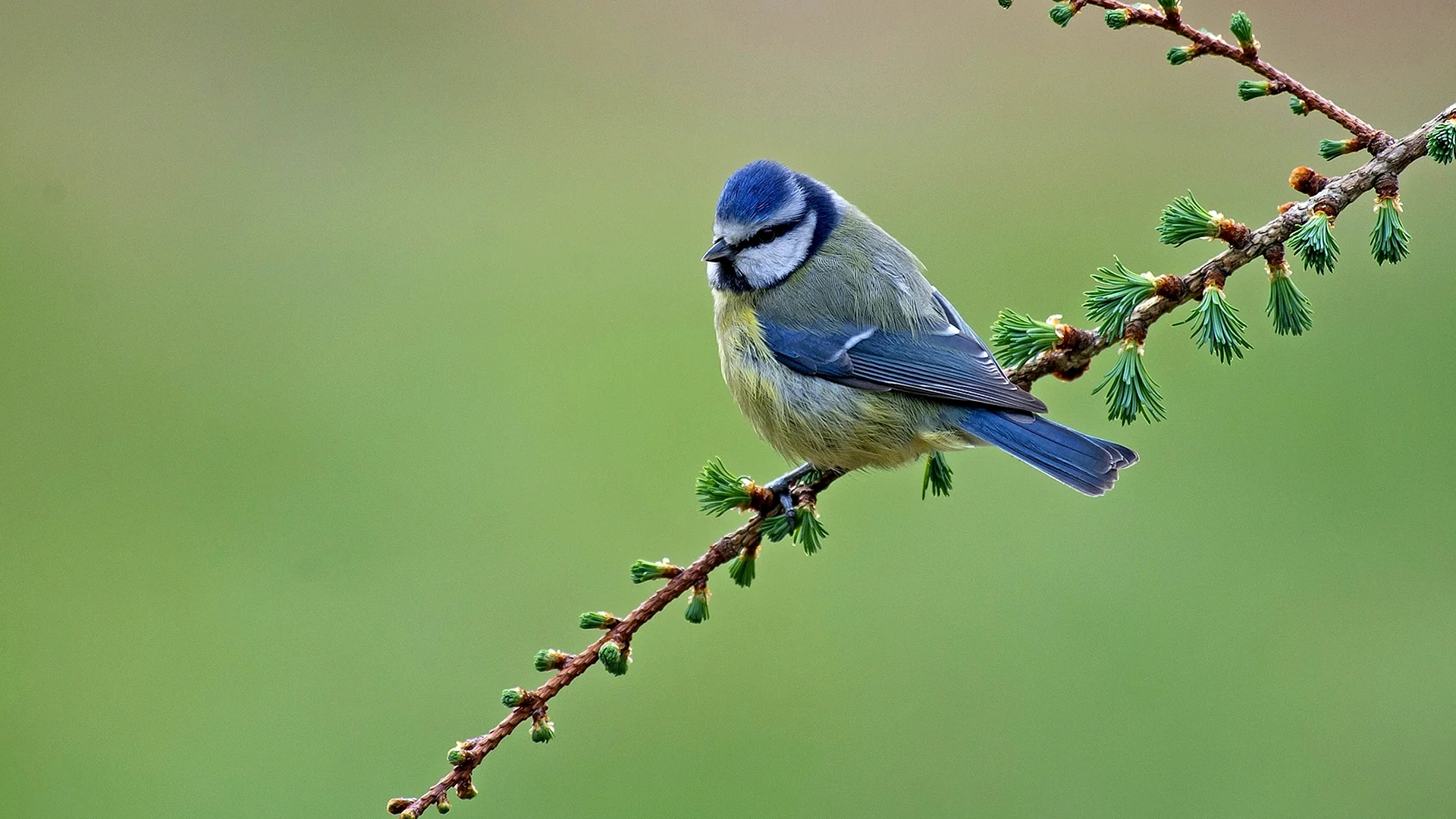 Blue Bird Branch Wallpaper