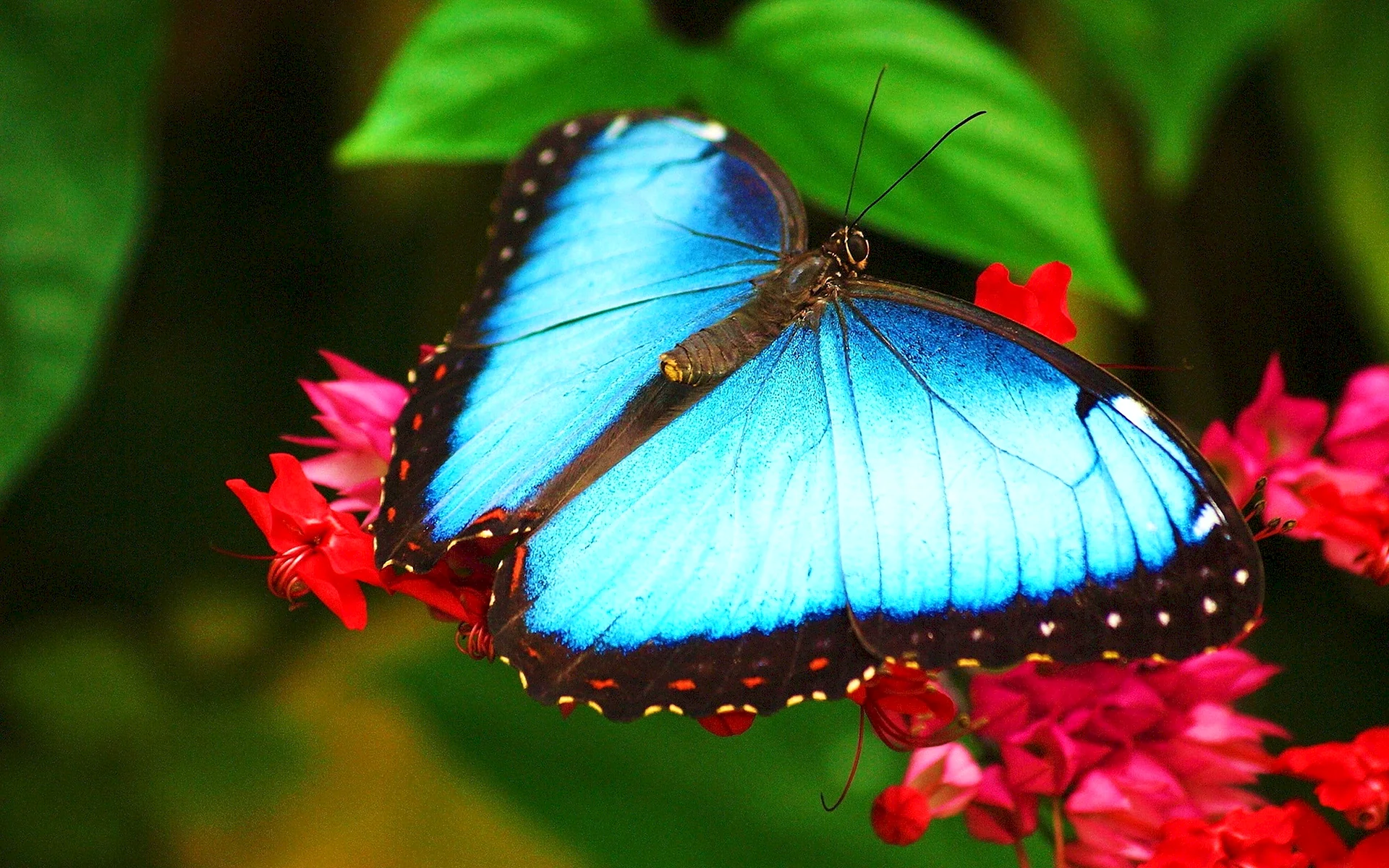 Blue Butterfly Wallpaper