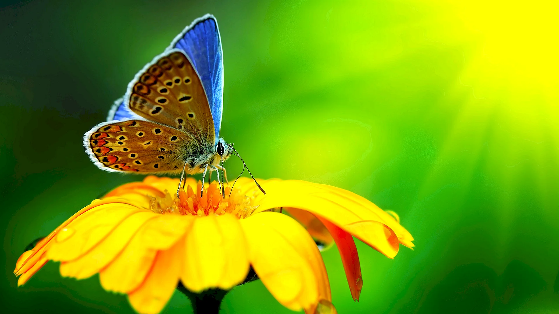 Blue Butterfly and Sunflower Wallpaper