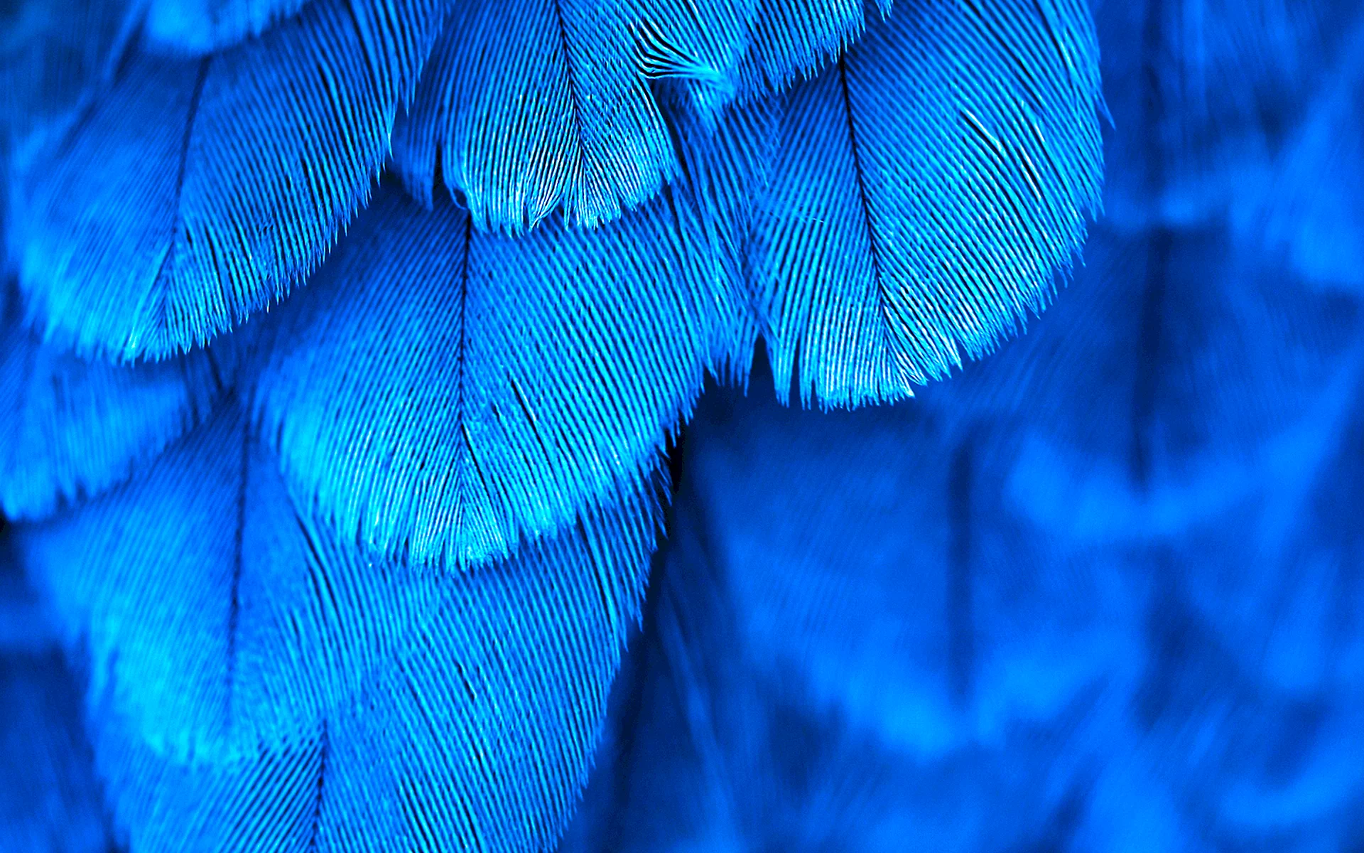 Blue Feather Wallpaper