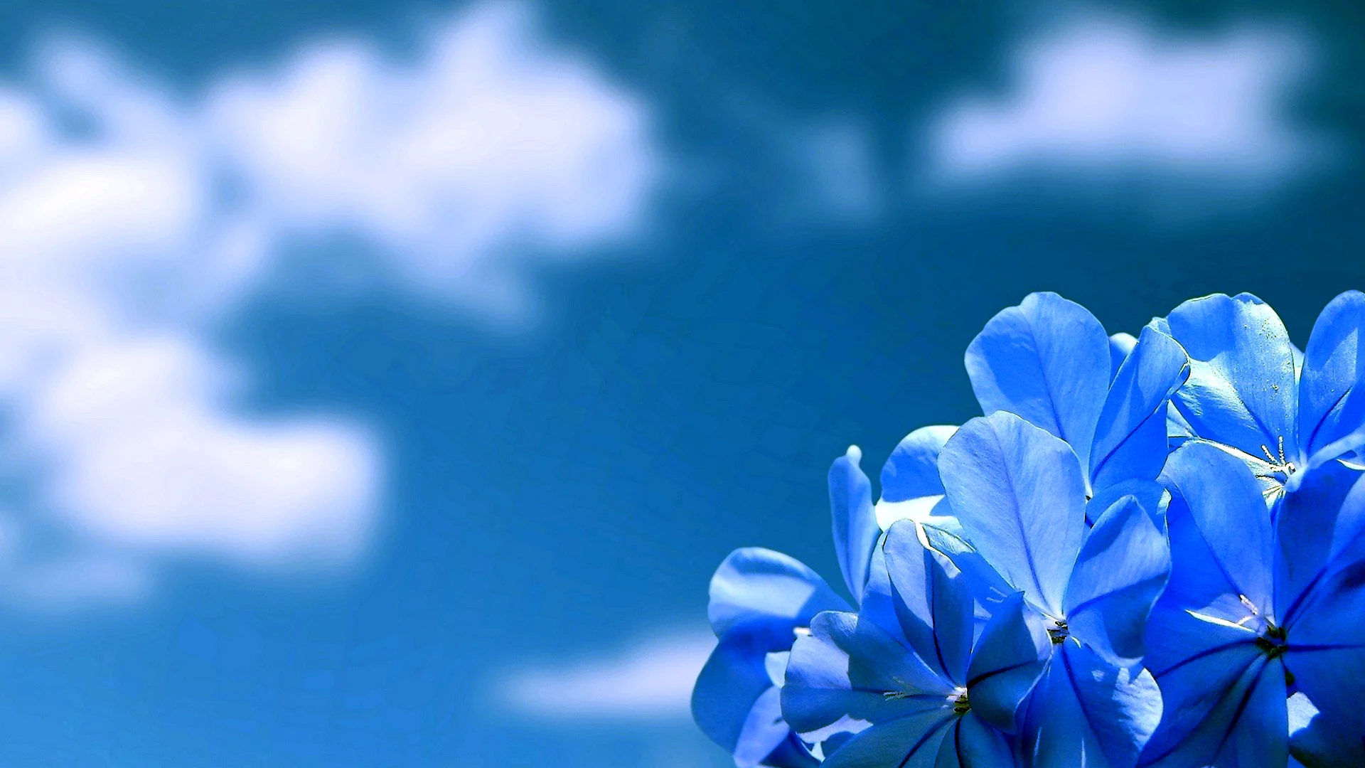 Blue Flower