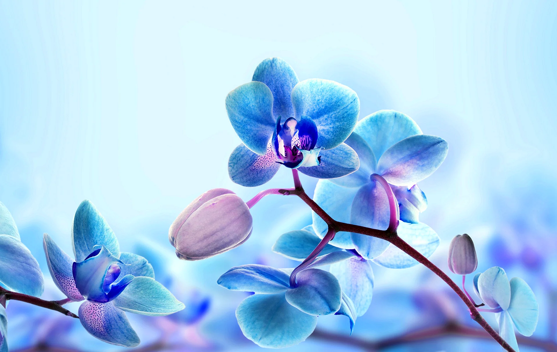 Blue Flower Wallpaper