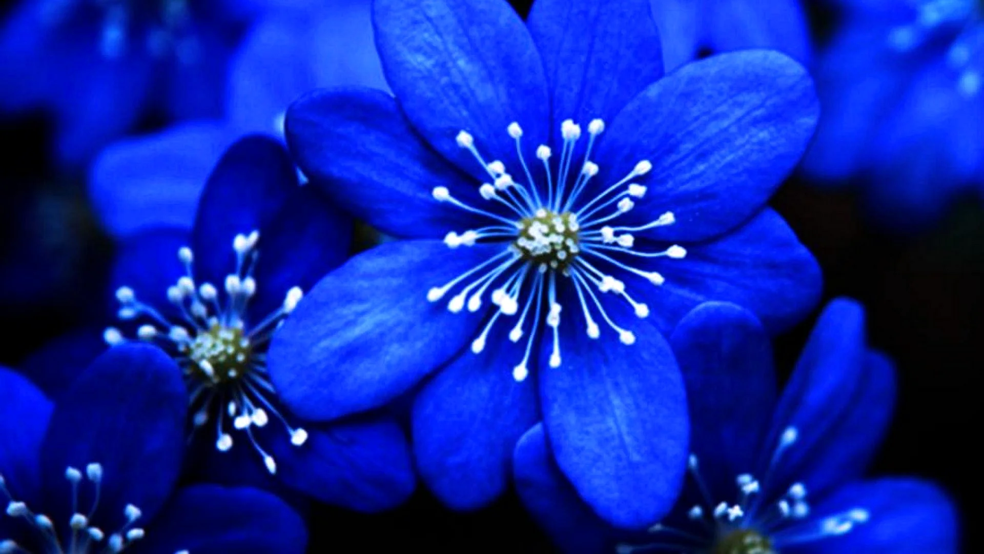 Blue Flower Wallpaper