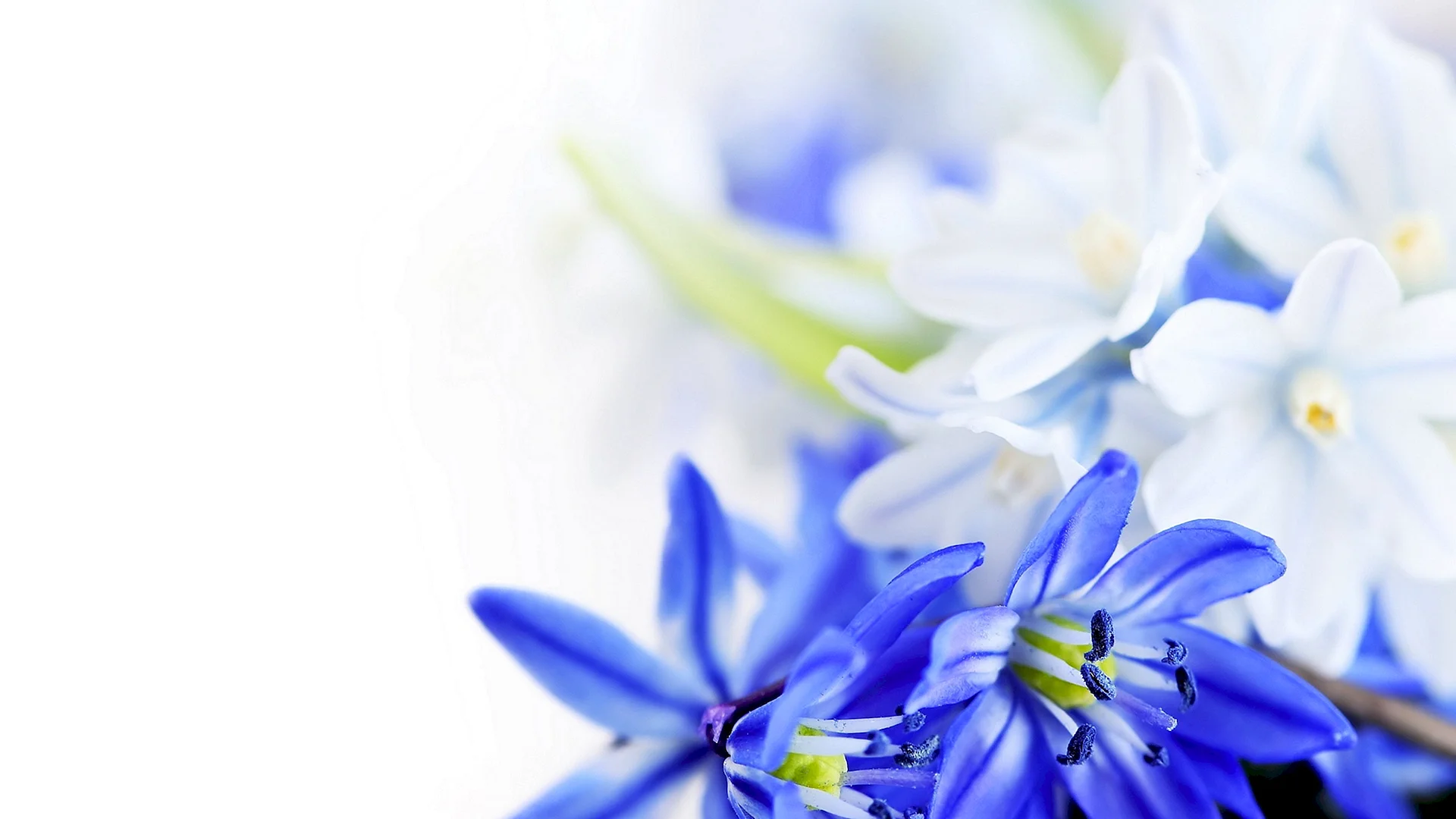 Blue Flower Wallpaper