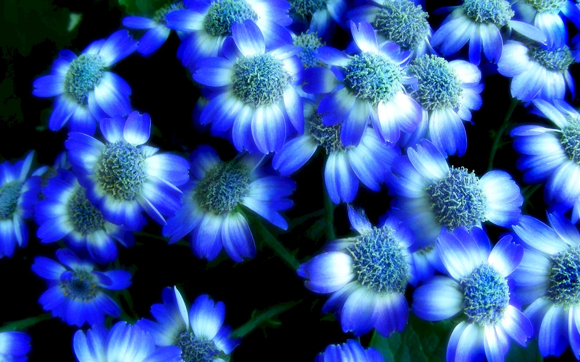 Blue Flower Wallpaper