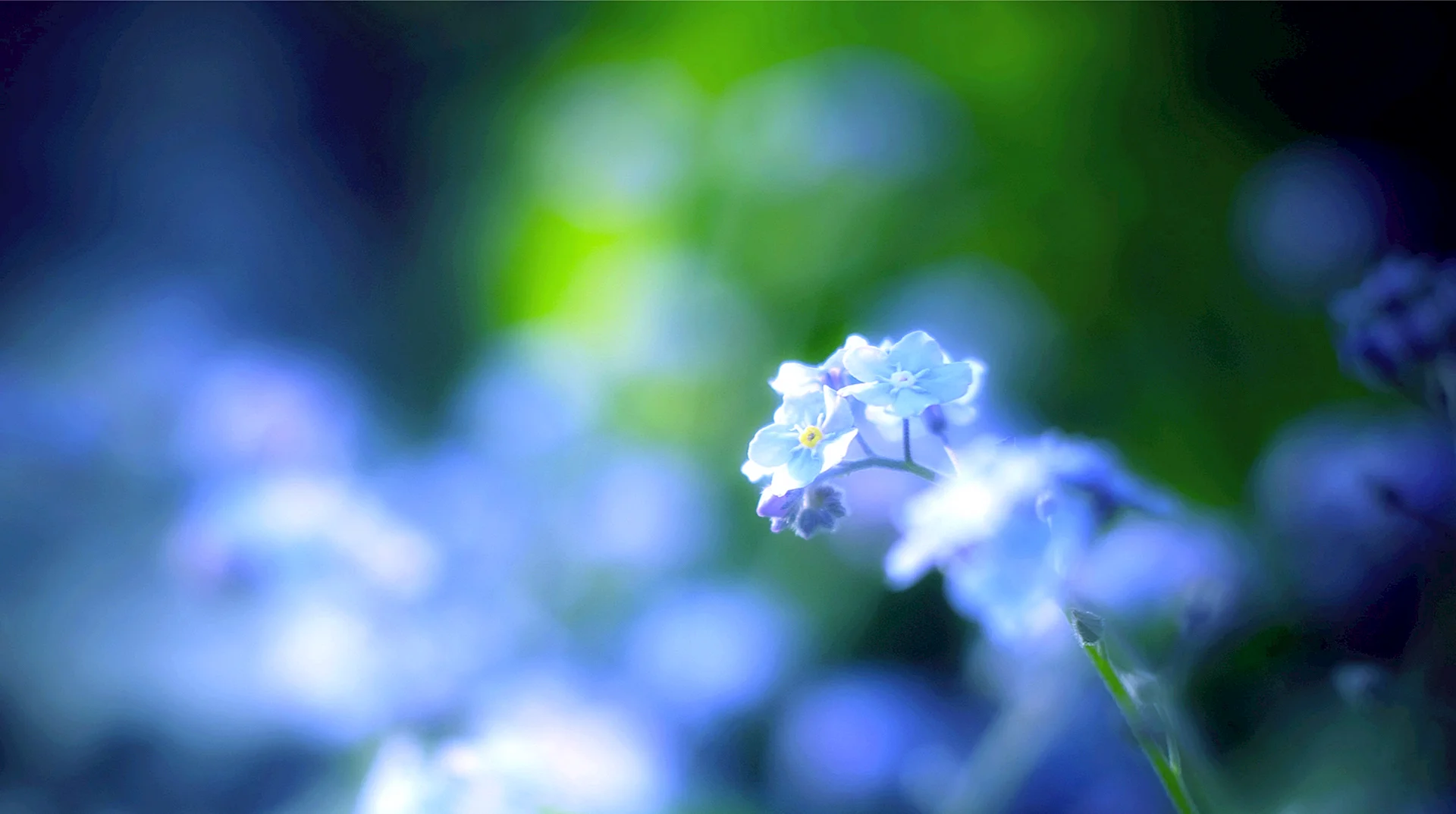 Blue Flower Background Wallpaper