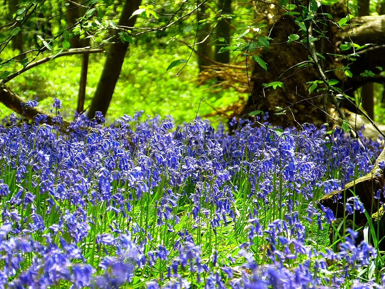 Blue Flower Garden Wallpaper