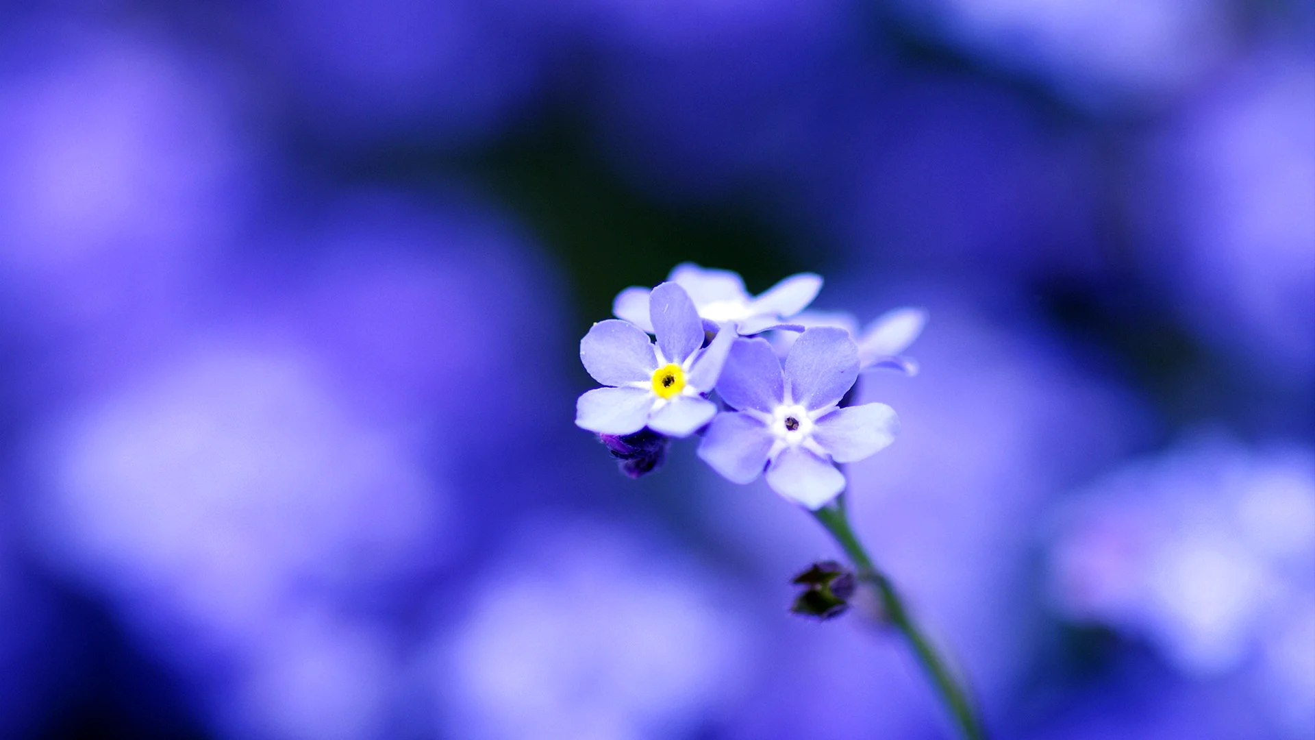 Blue Flowers Blur Background Wallpaper
