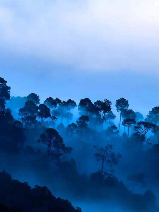 Blue Fog Forest Wallpaper
