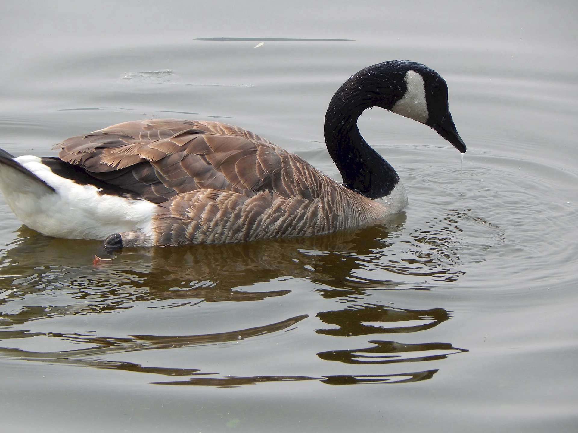 Blue Goose Waterfowl Wallpaper