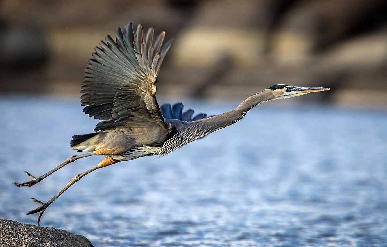 Blue Heron Wallpaper