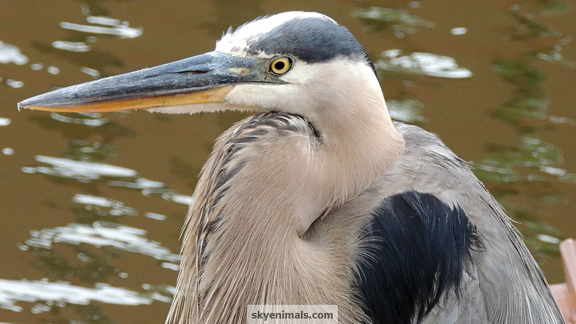 Blue Heron Wallpaper