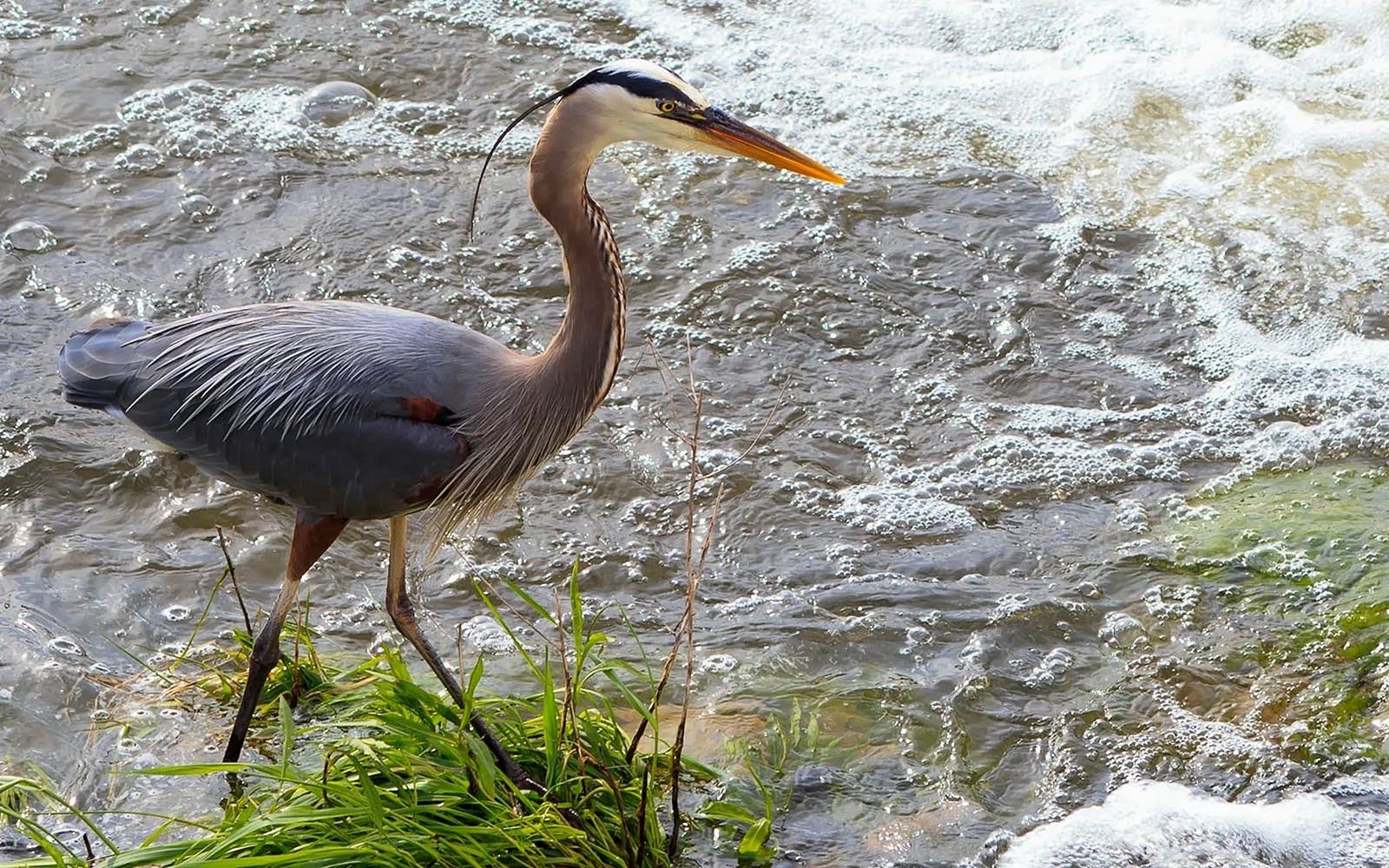 Blue Heron Wallpaper