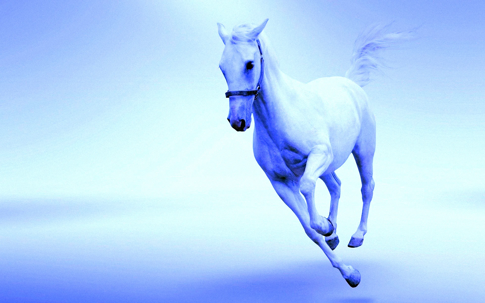 Blue Horse Wallpaper