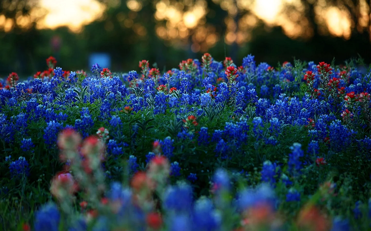 Blue Nature Wallpaper