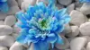 Blue Peony Flower Wallpaper