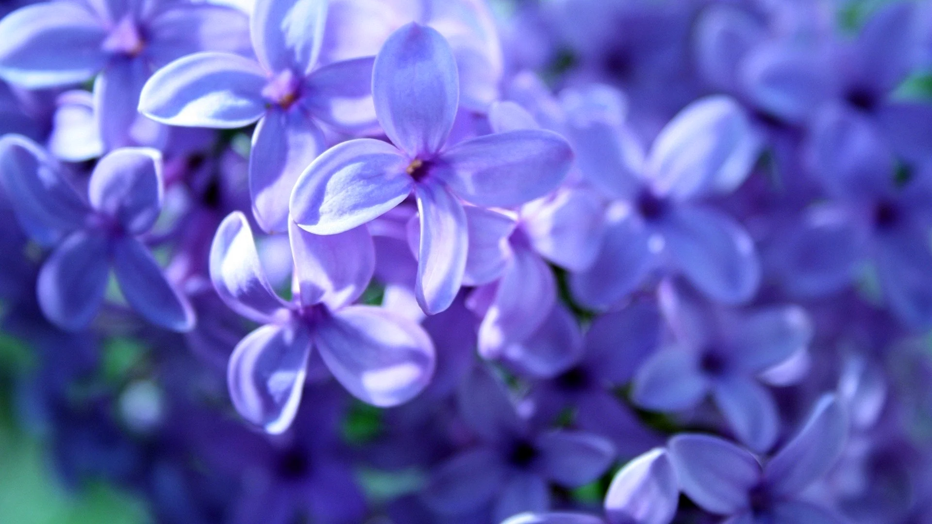 Blue Purple Flowers Wallpaper