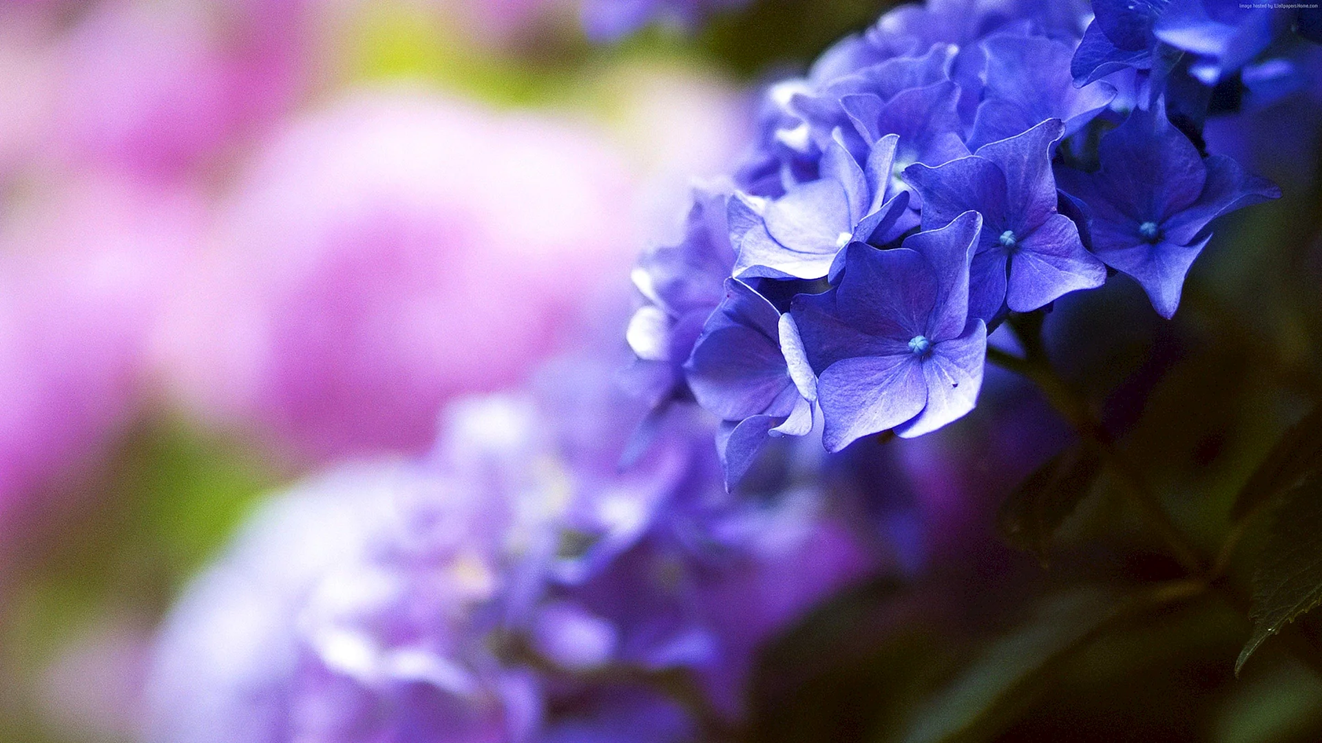Blue Purple Flowers Wallpaper