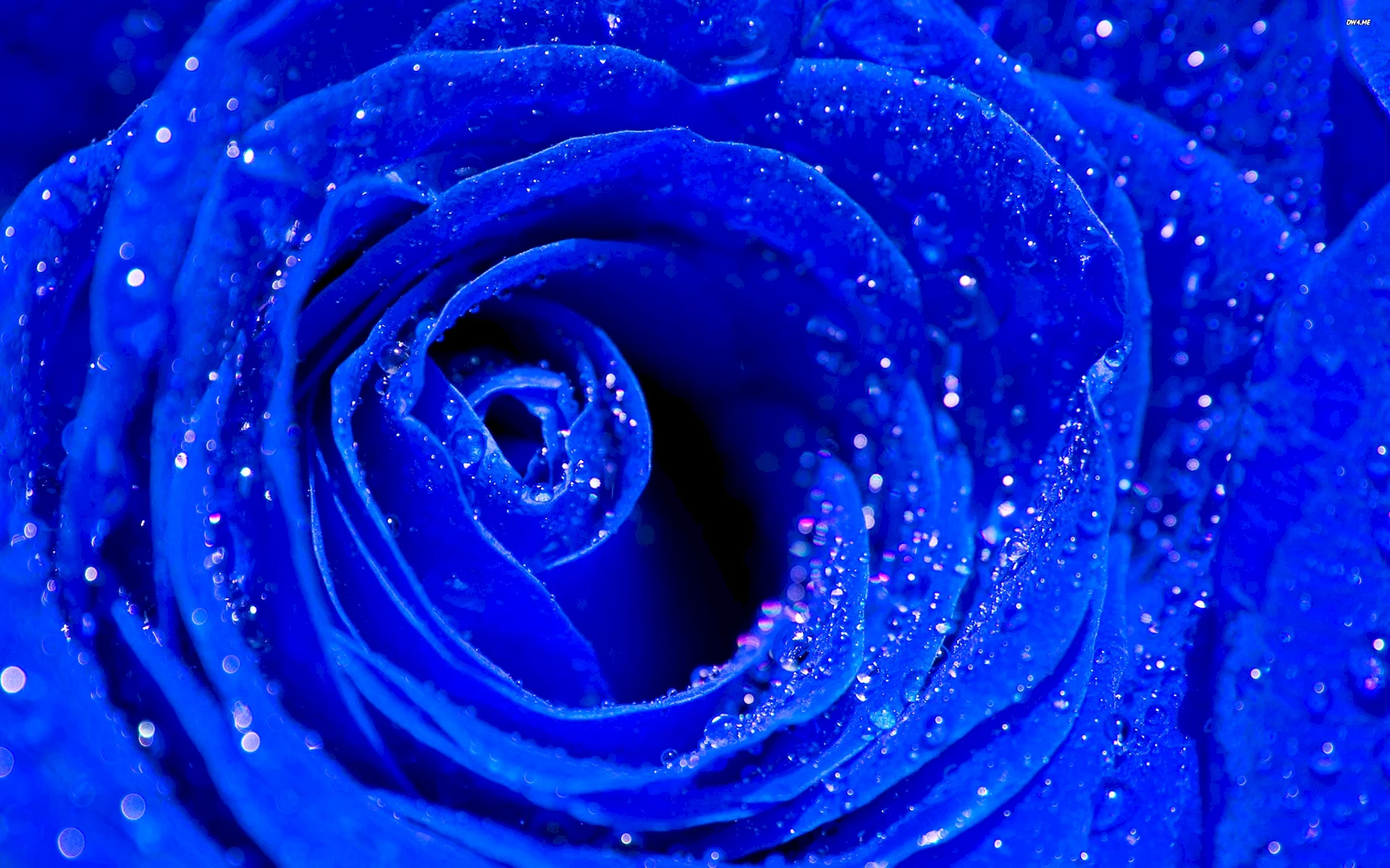 Blue Rose Wallpaper