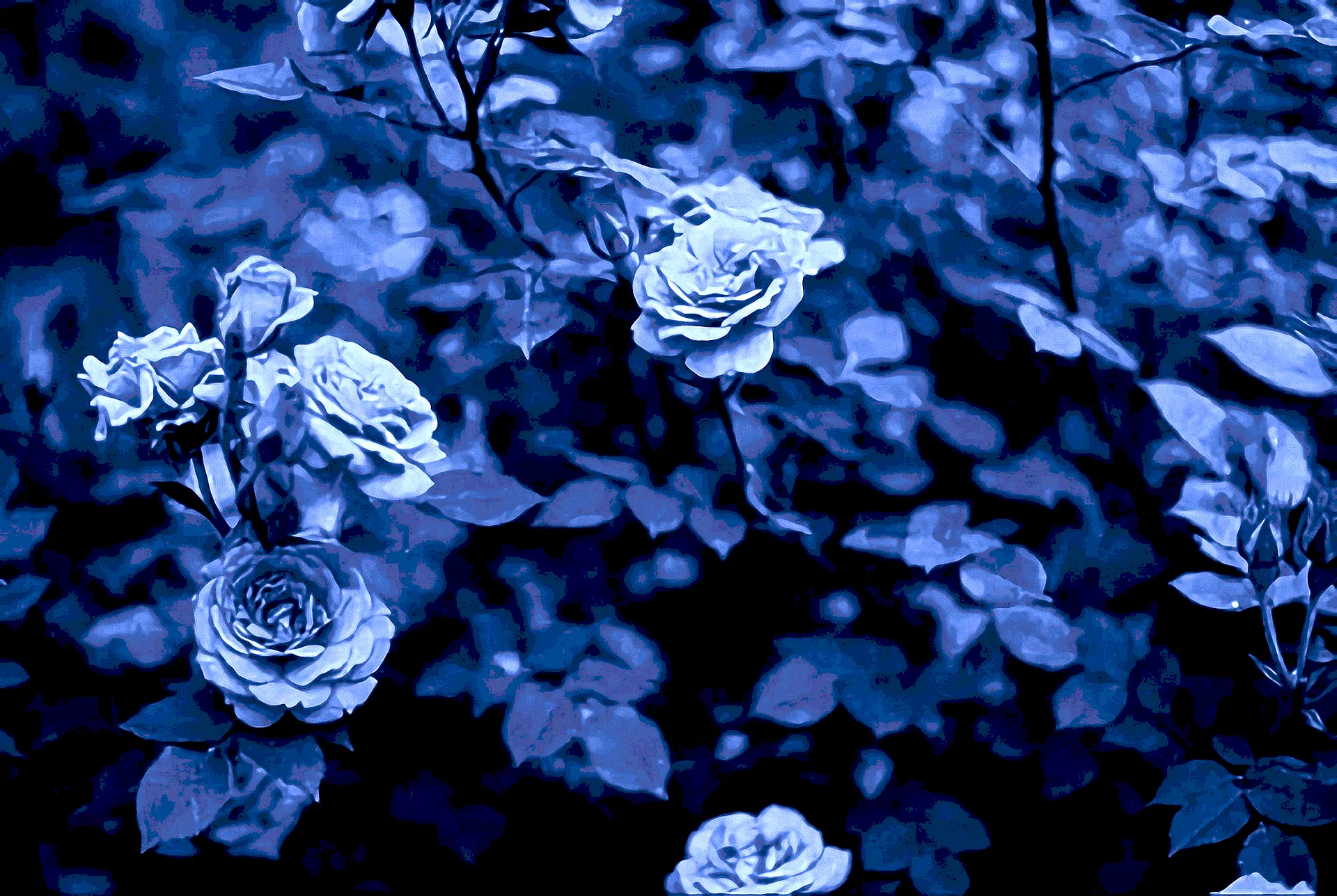 Blue Rose Aesthetic Wallpaper