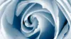 Blue Rose Background Wallpaper